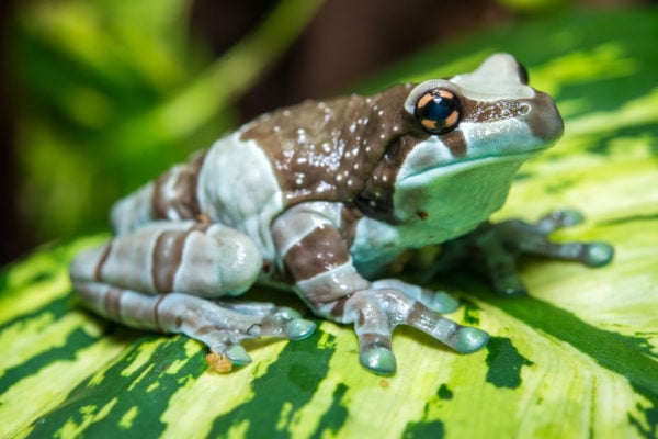 Amazon Milk Frog