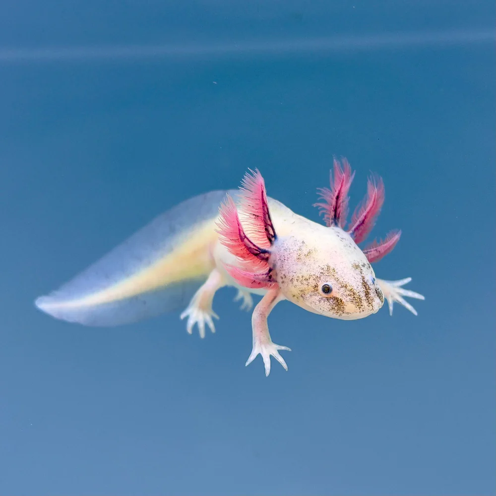 Axolotl