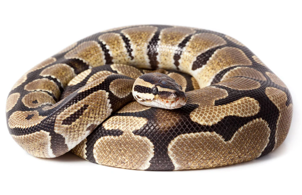Ball Python