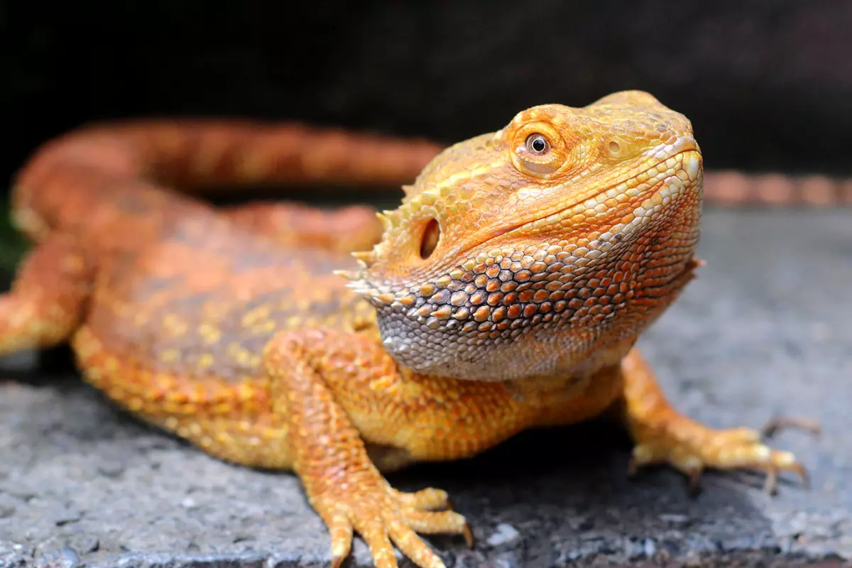 Bearded Dragon