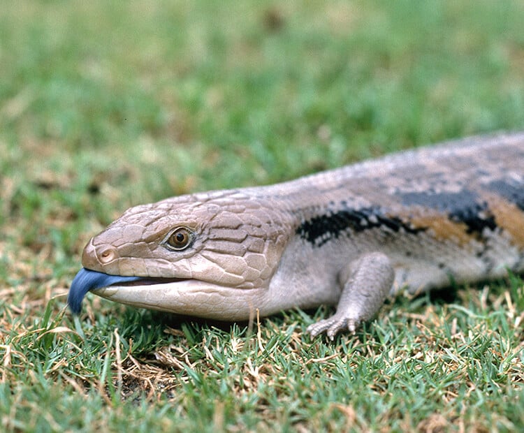 Blue-Tongue Skink