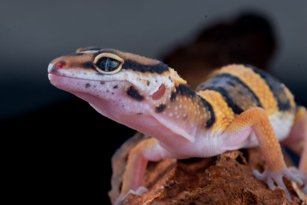 Leopard Gecko