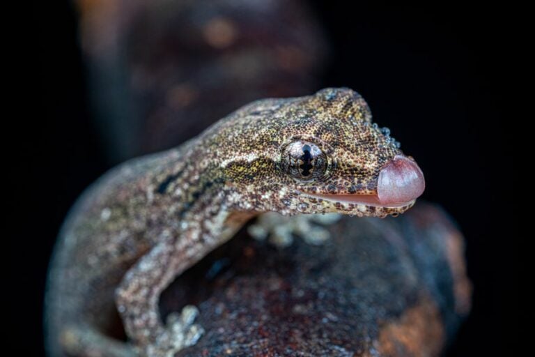 Mourning Gecko