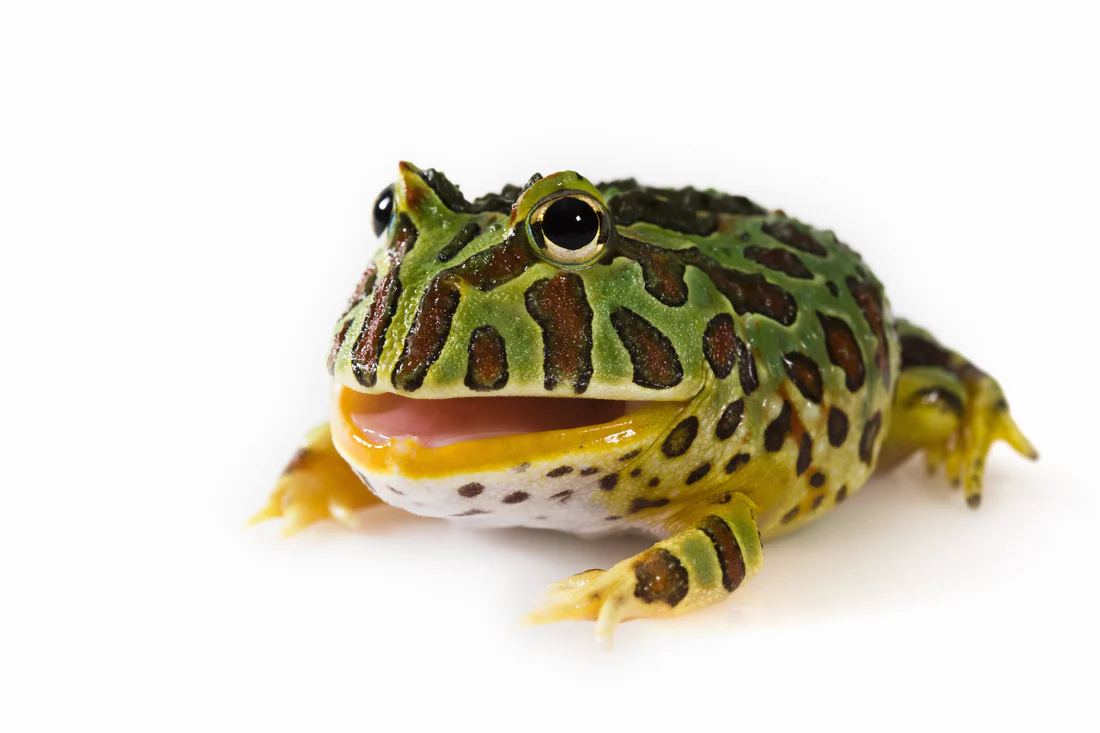 Pacman Frog