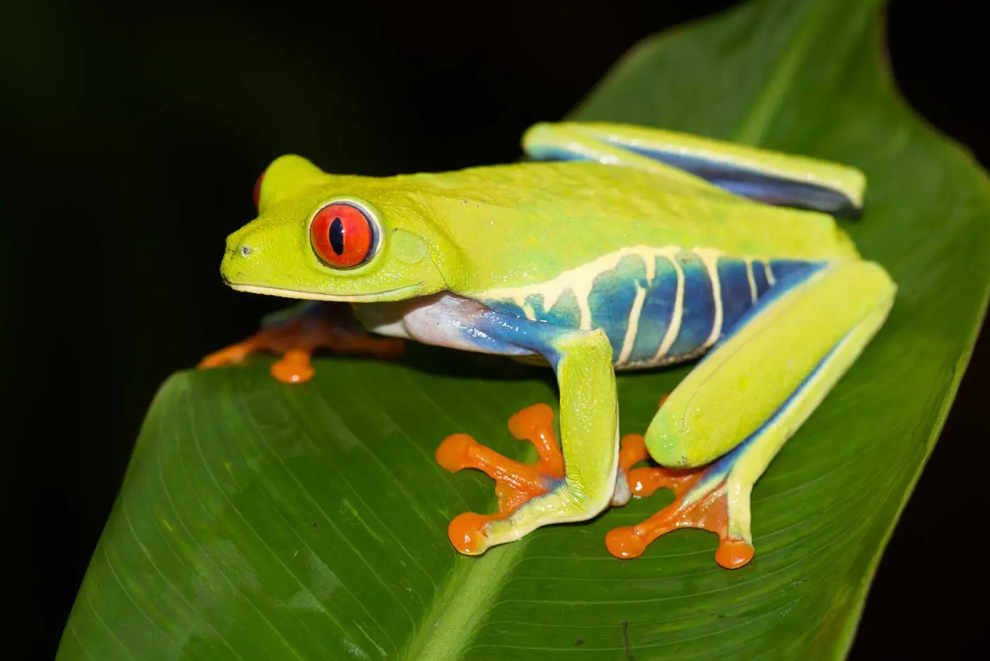 Red-Eyed Tree Frog