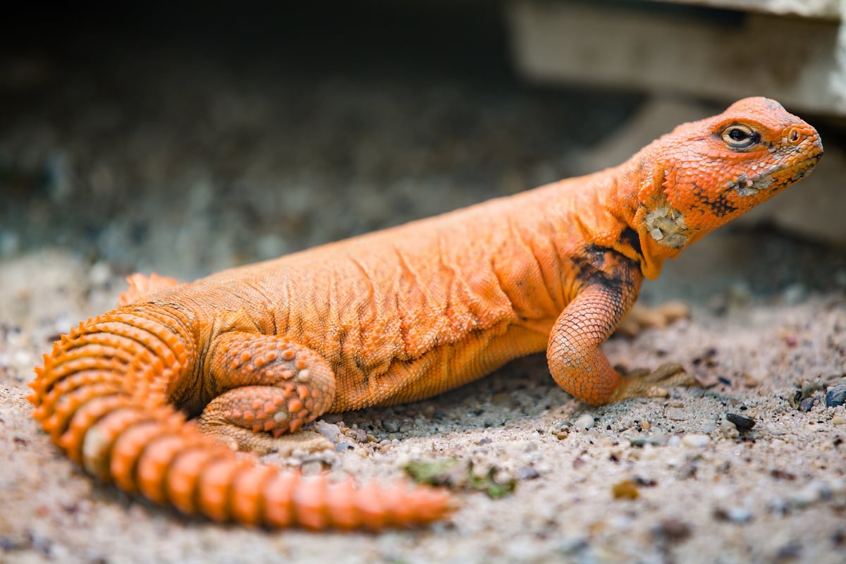 Uromastyx