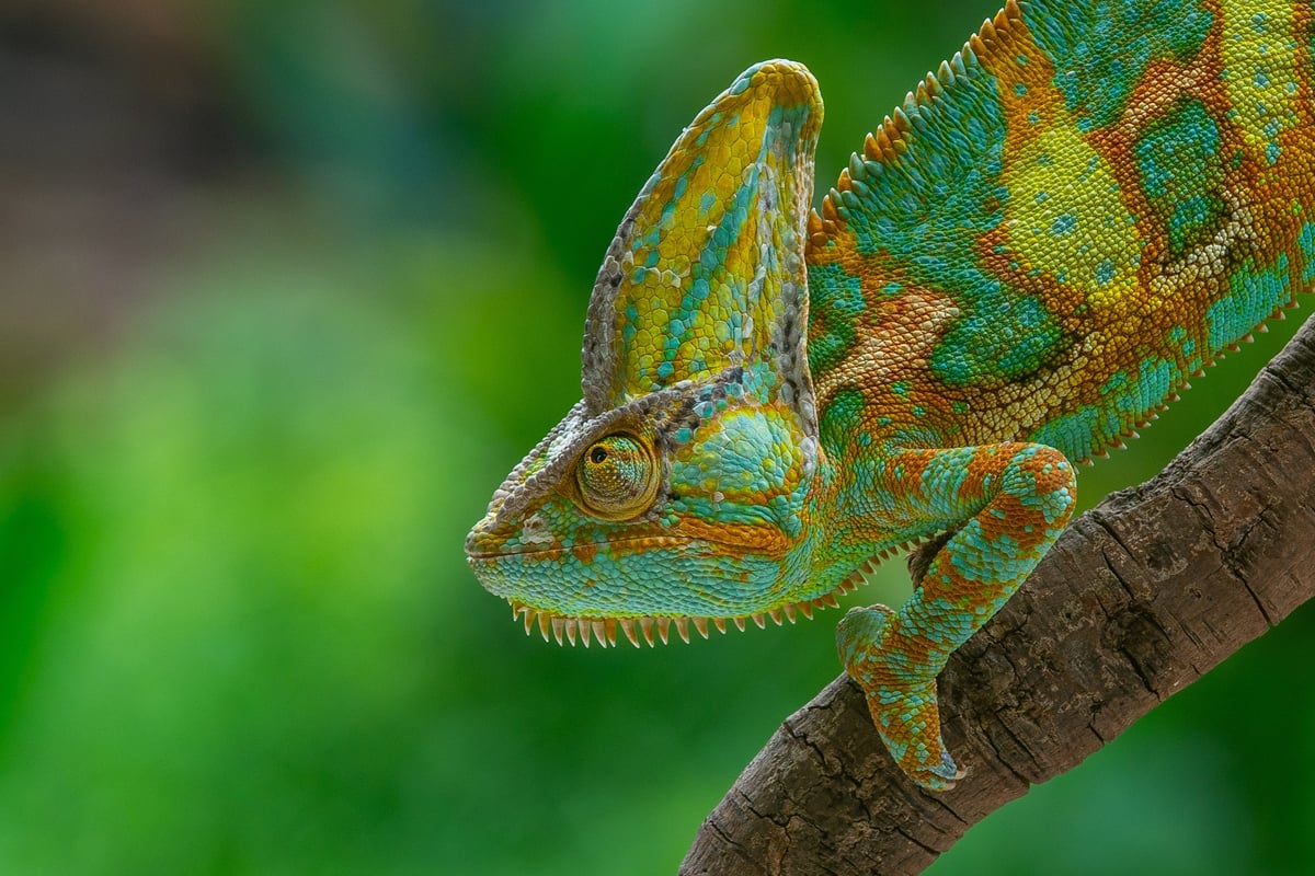 Veiled Chameleon
