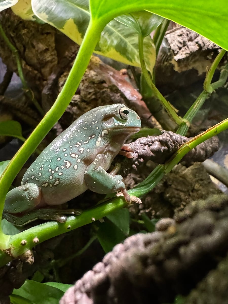 White's Tree Frog