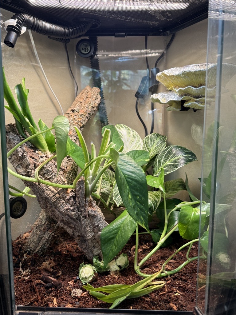 White's Tree Frog minimalist enclosure setup