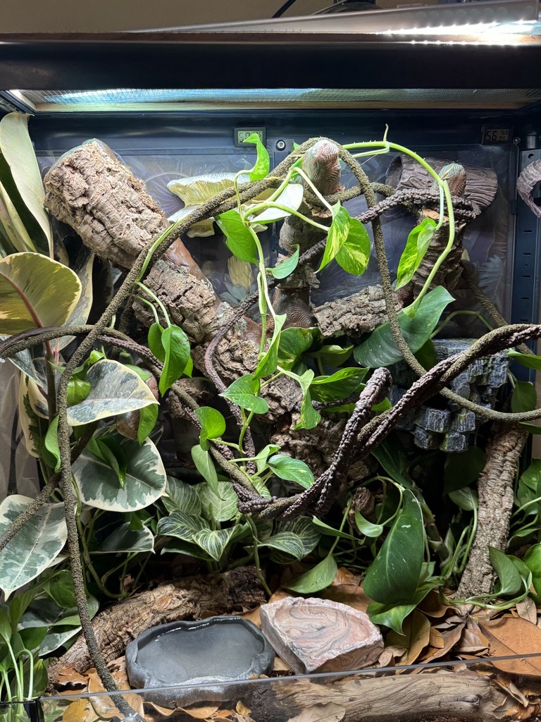 White's Tree Frog naturalistic enclosure setup